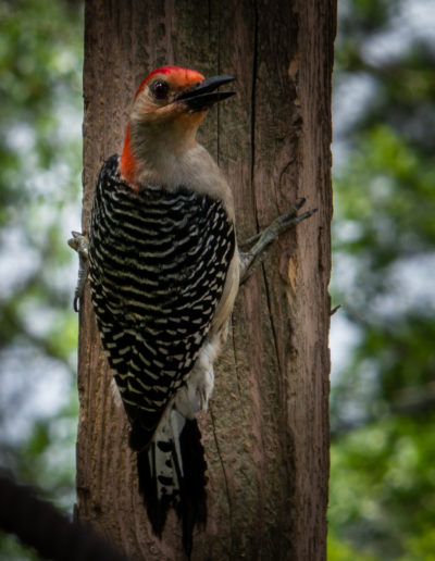 Red Bellied Woodpecker