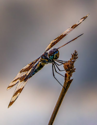 Purple Dragonfly